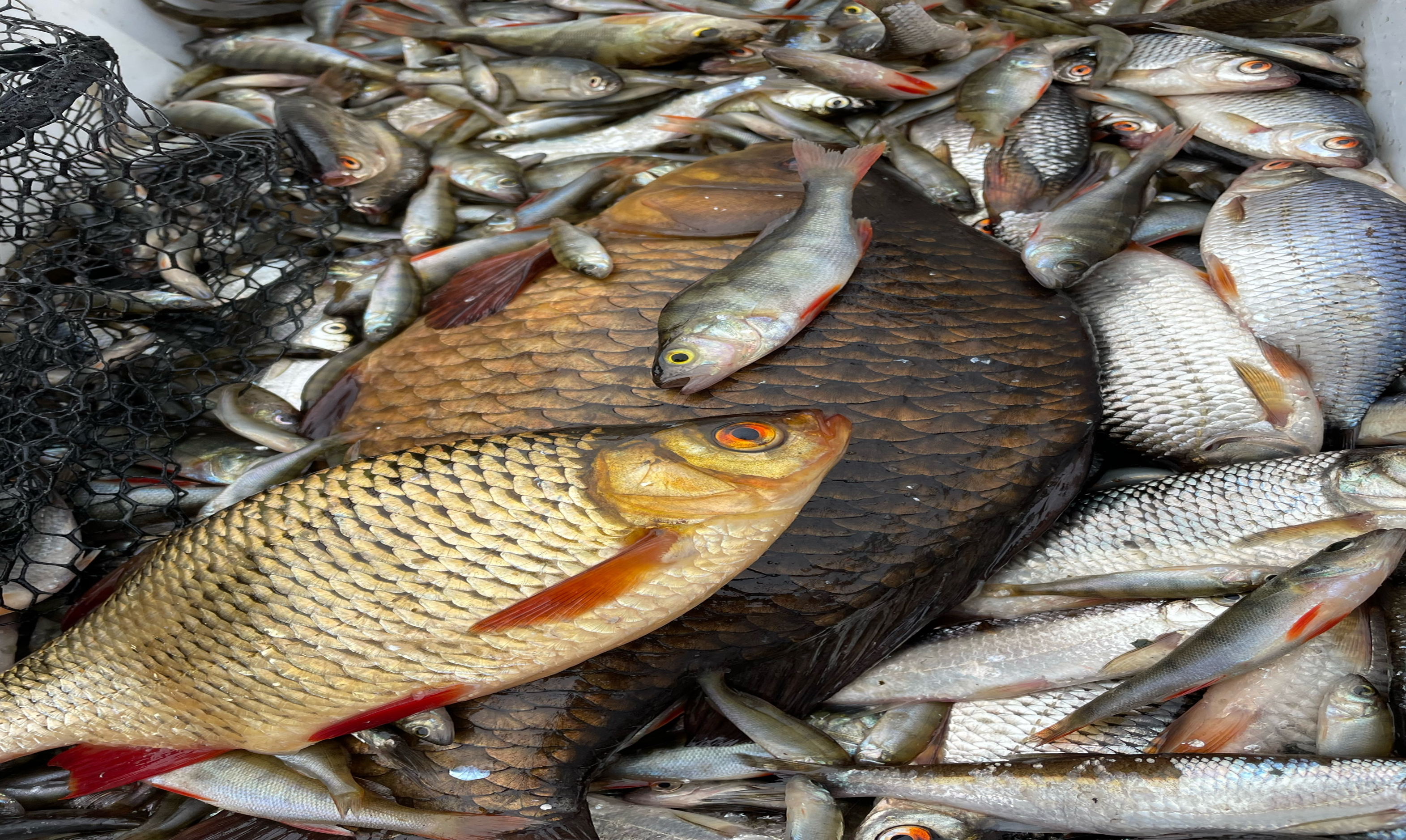 Hoitokalastuksen saalis Kytäjärveltä