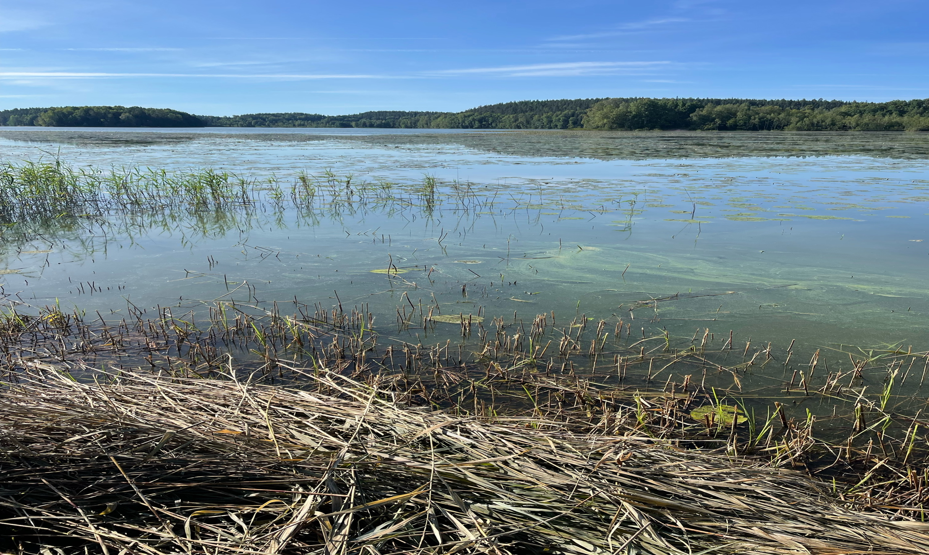 Salmijärven rantamaisema, rehevöitynyt järvi ja kaislikkoa